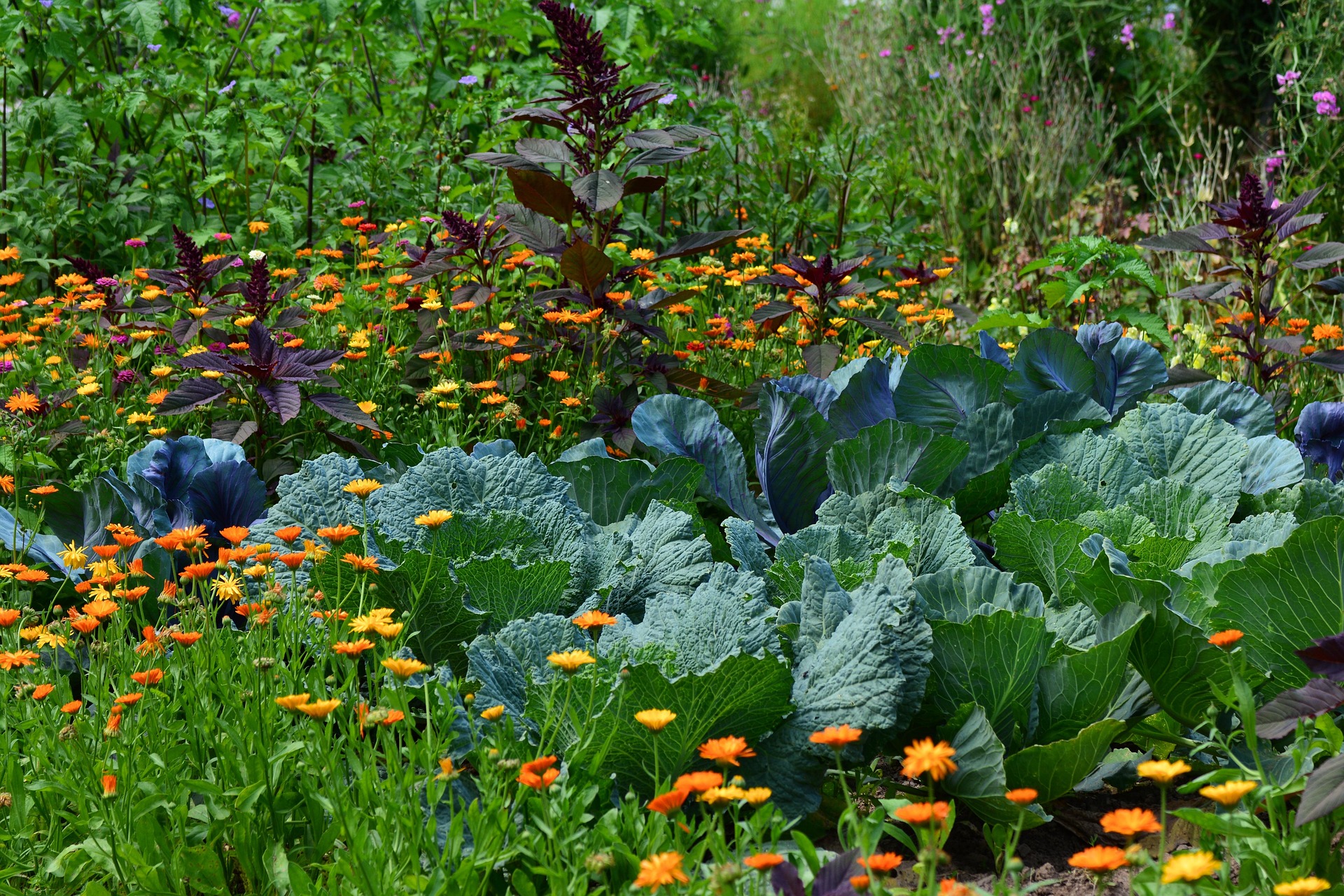 Campus Garden Interest Meeting